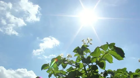 Potato Field Stock-Footage 11296406