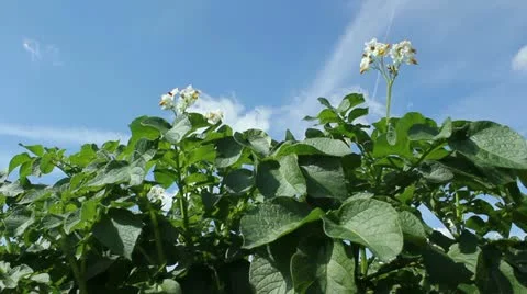 Potato Field Stock Footage 11296568