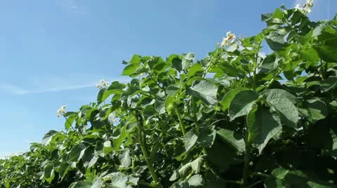 Potato Field 库存影片 11296614