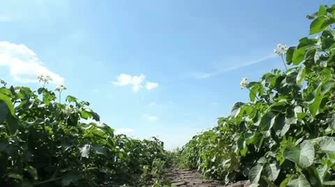 Potato Field Stock Footage 11296748