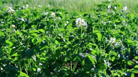 Potato field. Stock Footage 52158818