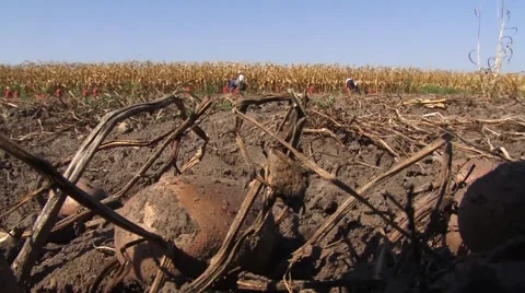Potato on the field Stock-Footage 56496482