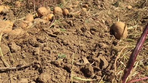 Potato Field Stock Footage 70974087
