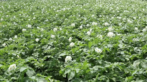 Potato field Stock Footage 135072787