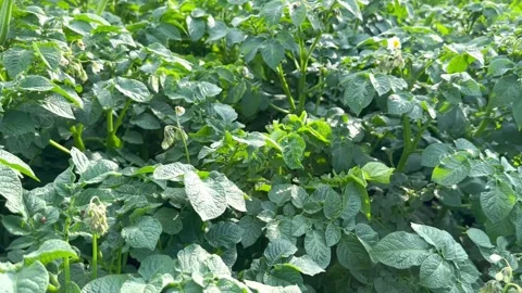 Potato field Stock Footage 245639887