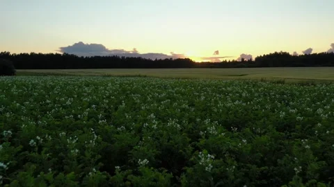 Potato Field Stock Footage 250359606