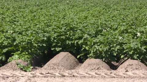 Potato field growing + deep furrows in reclaimed land Stock Footage 135247407