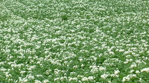 Potato Field on the Hill 스톡 동영상 332378541