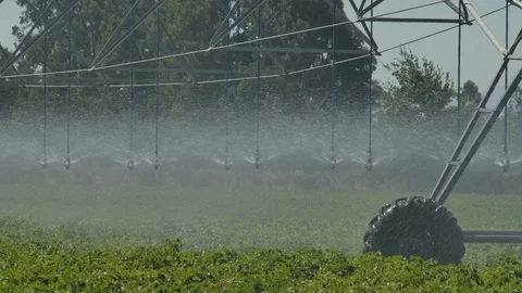 Potato Field irrigation Stock Footage 124988184