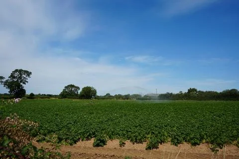 Potato Field With Irrigation System Under Blue Sky In Morton, Nottinghamshire, Stock Photos
