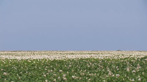 Potato field pan - wide Stock Footage 25674192