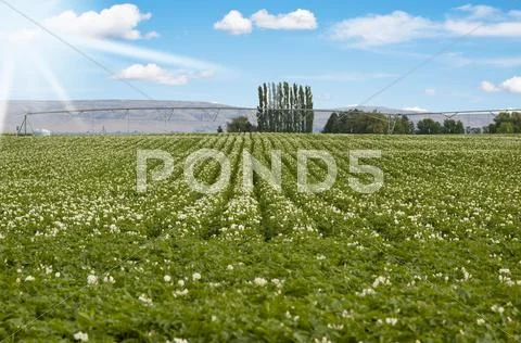 Potato field Stock Photos