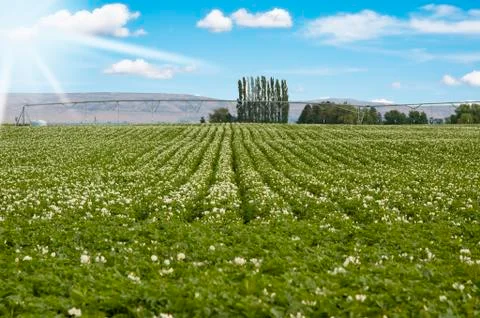 Potato field Stock Photos