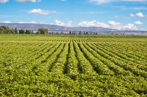 Potato field Stock Photos