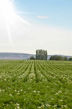 Potato field Stock Photos