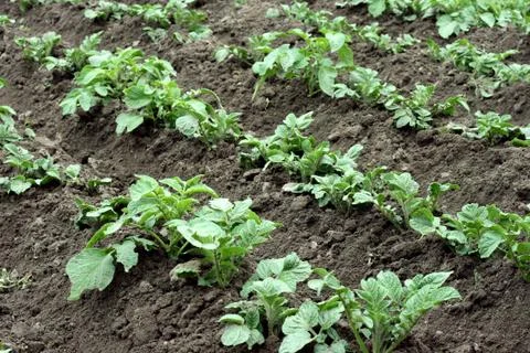 Potato field Stock Photos