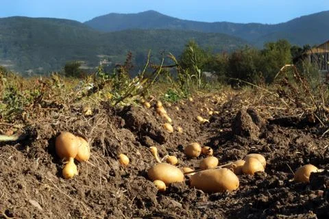 Potato field Stock Photos