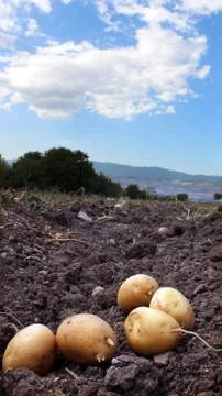 Potato field Stock Photos
