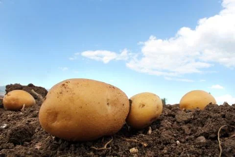Potato field Stock Photos