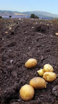 Potato field Stock Photos