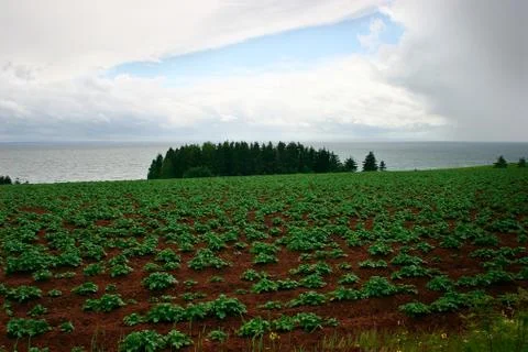 Potato field Stock Photos