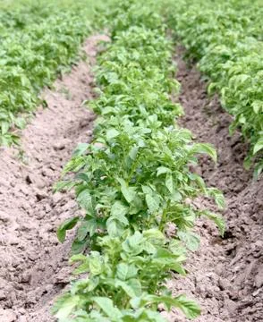 Potato field Stock Photos