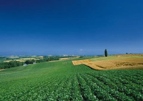 Potato Field Stock Photos