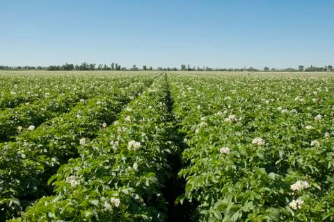 Potato field Stock Photos