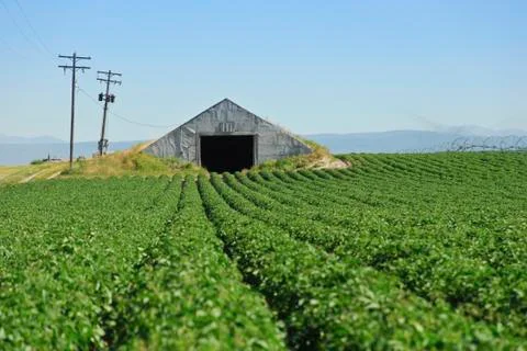 Potato Field Foto stock