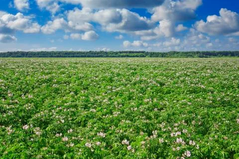 Potato field Stock Photos