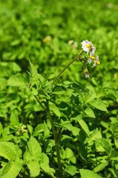 Potato field Foto stock