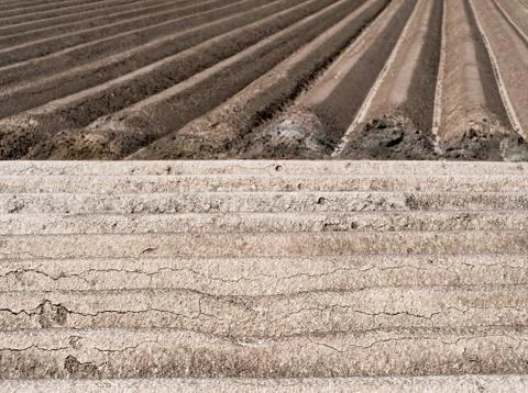 Potato field Stock Photos
