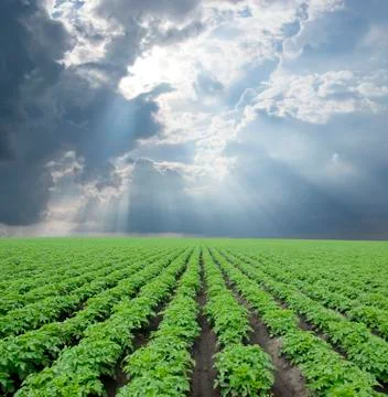 Potato field Stock Photos