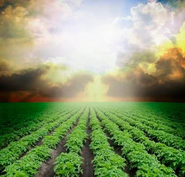 Potato field Stock Photos