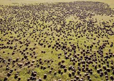Potato field Stock Photos