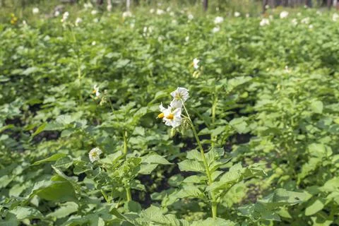 Potato field Stock Photos