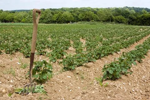 Potato Field Stock Photos