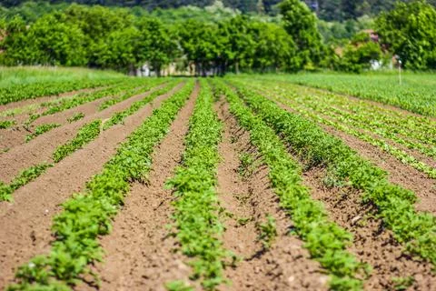 Potato field Stock Photos
