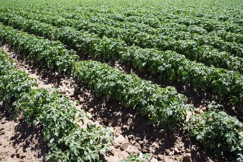 Potato Field Foto stock