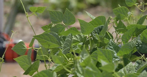Potato field, sapling with irrigation pipe Video stock 160006262