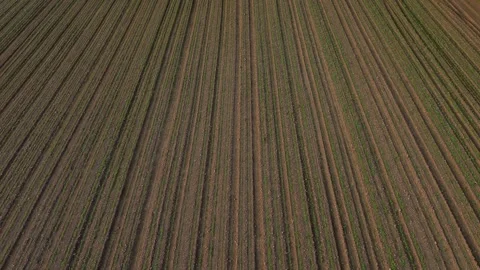 A potato field seen from a drone Stock Footage 321713361
