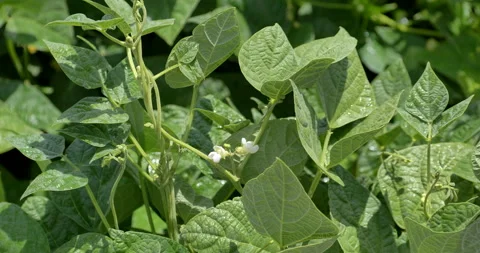 Potato field slow motion leaf and plant video Video stock 160003517