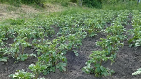 Potato field. Solanum tuberosum Stock Footage 64313376