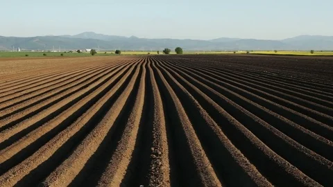Potato field in spring after sowing Video stock 89373737