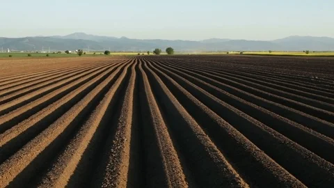 Potato field in spring after sowing - farmland with long furrows Stock-Footage 89373854
