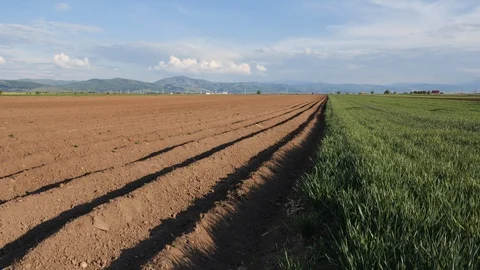 Potato field in spring after sowing - camera rise Video stock 129736930