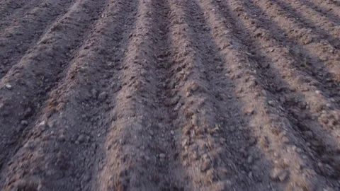 Potato field in spring - camera moves near sowing rows on farmland, closeup. Video stock 196189964
