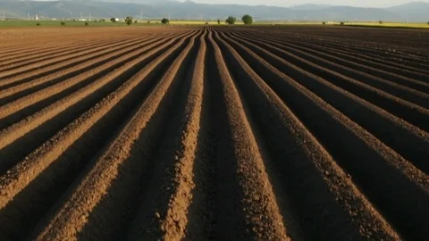 Potato field in spring - camera tilting up Video stock 90645387