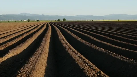 Potato field in spring - furrows running to horizon Видео 96703420