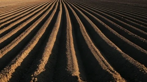 Potato field in spring with long lines running to the horizon Stock Footage 90408513